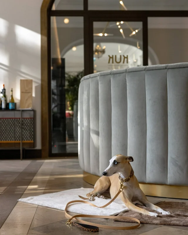 miejsce przyjazne Tobie i Twojemu pupilowi!
W restauracji KUK wierzymy, że wspólne chwile smakują najlepiej. Dlatego zapraszamy nie tylko Ciebie, ale i Twojego czworonożnego przyjaciela.
Nasze wnętrza są otwarte dla gości z małymi, domowymi zwierzętami. Dodatkowo, przygotowaliśmy specjalne menu dla naszych futrzanych gości, aby każdy mógł poczuć się wyjątkowo.
KUK – a place for you and your furry friend!
At KUK, we believe the best moments are meant to be shared — with people and pets alike.
We warmly welcome guests with small domestic animals, and we even have a dedicated pet menu to make your companion feel special too.
📍 Miodowa 6/8, Warsaw (entry from Podwale 3A)
📞 Reservations: +48 511 464 645
✉️ kuk@kukrestaurant.com
pet friendly restaurant, dogs welcome, Old Town dining Warsaw, pet menu, local ingredients, seasonal cuisine, KUK Verte,restauracja przyjazna zwierzętom, pet friendly Warszawa, restauracja Stare Miasto, restauracja z menu dla psa, KUK Verte, kuchnia sezonowa, lokalne składniki